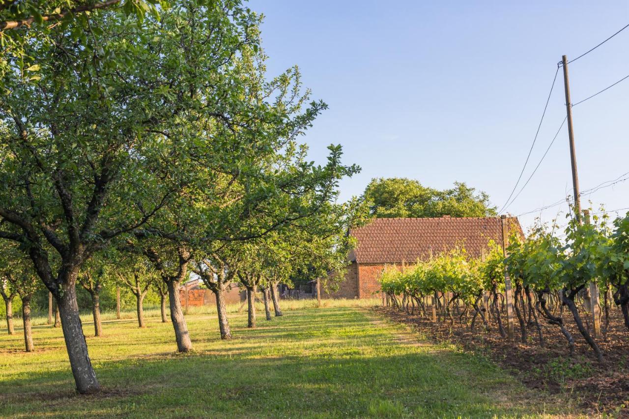 Village Wine House Mandicevac Eksteriør bilde