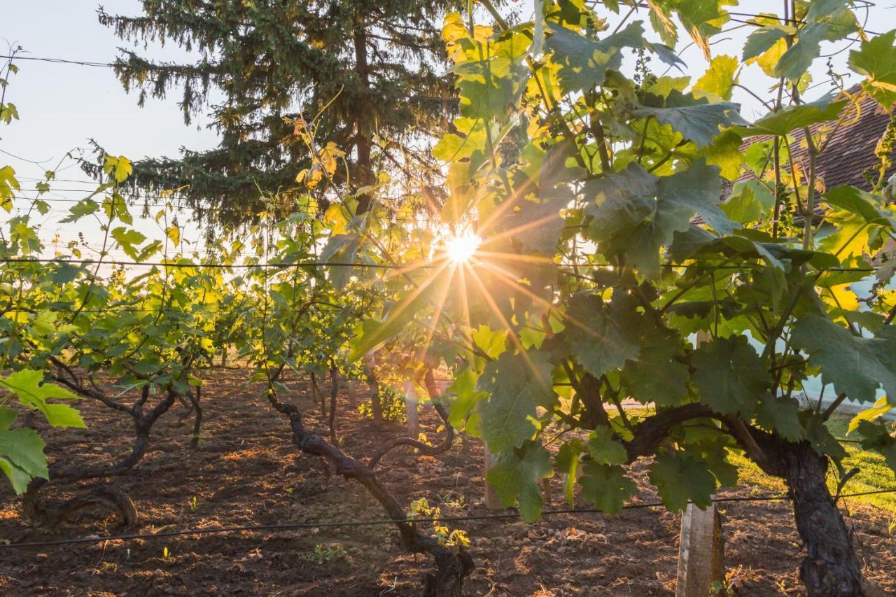 Village Wine House Mandicevac Eksteriør bilde