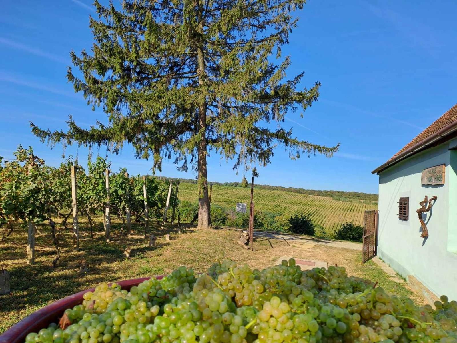 Village Wine House Mandicevac Eksteriør bilde